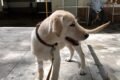 Animal Hospital - Feature Photo