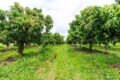 J P Orchard - Feature Photo