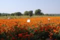 Kalash Seeds Pvt. Ltd. - Feature Photo
