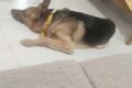 Nachi's Barkblitz - Feature Photo