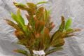Sai flowers - Feature Photo
