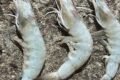 Siddharth Fish Centre - Feature Photo