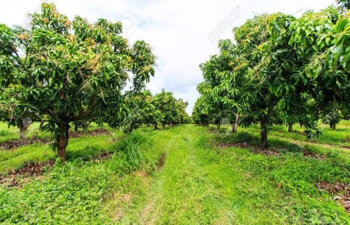 J P Orchard - Feature Photo