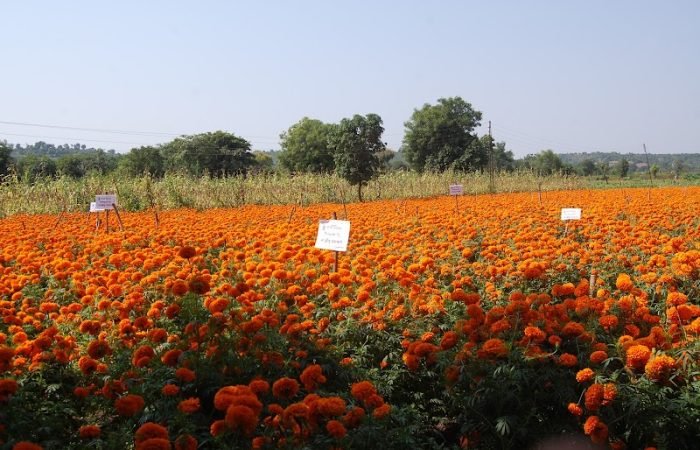 Kalash Seeds Pvt. Ltd. - Feature Photo