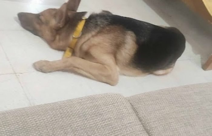 Nachi's Barkblitz - Feature Photo