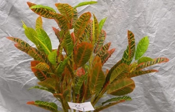 Sai flowers - Feature Photo